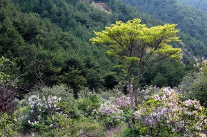 红寺堡罗山国家自然保护区